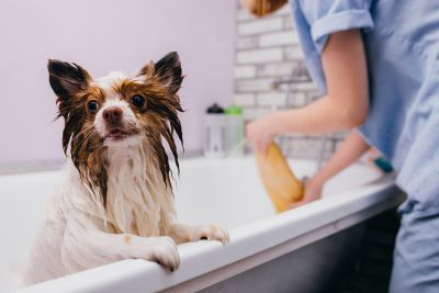 Pet Grooming and Pet Sitting Insurance in Kirkland, WA by Joe Hughes Insurance Agency