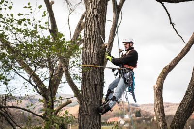 Tree Trimming Insurance in Kirkland, WA by Joe Hughes Insurance Agency
